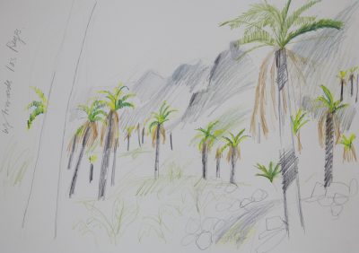 palm trees, La Gomera, landscape