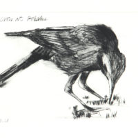 birds, seaside, etching, wildlife, cornwall