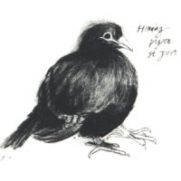 wildlife, birds, cornwall, etching