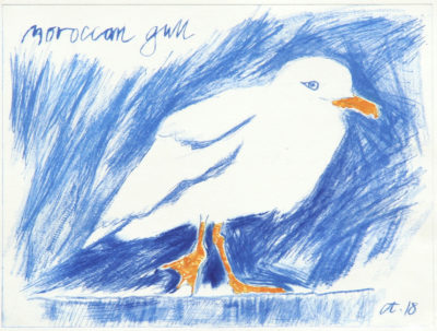 seabird, gull, Morrocan